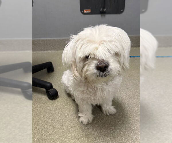 Medium Photo #1 Havanese-Unknown Mix Puppy For Sale in Las Vegas, NV, USA