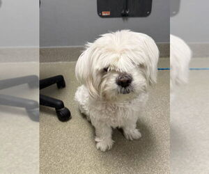 Havanese-Unknown Mix Dogs for adoption in Las Vegas, NV, USA