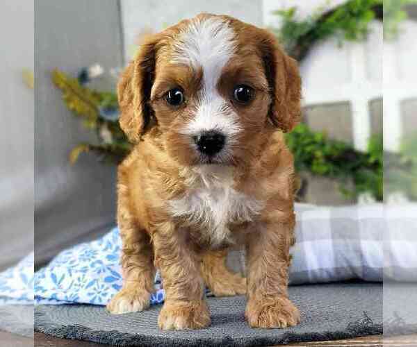 Medium Photo #1 Cavapoo Puppy For Sale in MOUNT VERNON, OH, USA