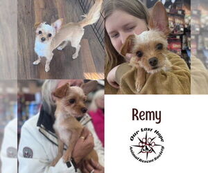 Chihuahua-Unknown Mix Dogs for adoption in Princeton, British Columbia, Canada