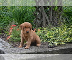 Small Photo #7 Golden Retriever Puppy For Sale in GREENWOOD, WI, USA