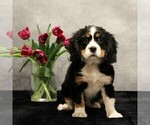 Puppy Teacup Sydney Bernese Mountain Dog