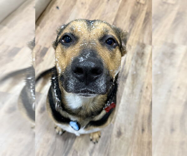 Medium Photo #5 Mutt Puppy For Sale in Woodbury, NY, USA