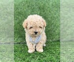Small #1 Poodle (Toy)