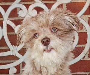 Havanese Puppy for sale in WINSTON SALEM, NC, USA