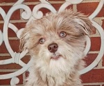 Image preview for Ad Listing. Nickname: DUSTY