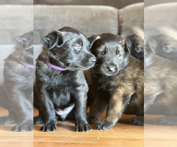 Medium Photo #7 Belgian Malinois Puppy For Sale in CARROLLTON, GA, USA