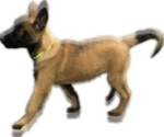 Small Photo #4 Belgian Malinois Puppy For Sale in REESEVILLE, WI, USA