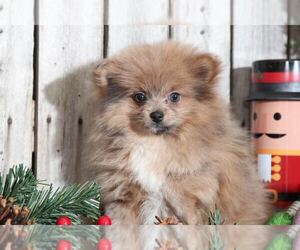 Pomeranian Puppy for sale in MOUNT VERNON, OH, USA