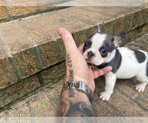 Medium Photo #6 French Bulldog Puppy For Sale in MACON, GA, USA