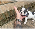 Small #5 French Bulldog