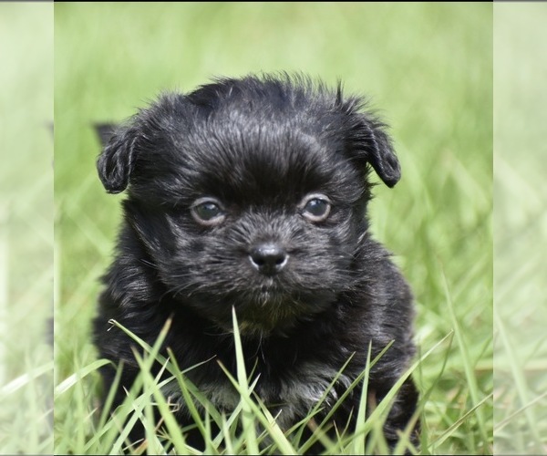 Medium Photo #1 Shih Aussie Puppy For Sale in PALM COAST, FL, USA