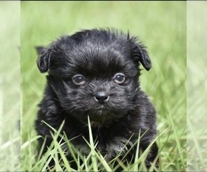 Shih Aussie Puppy for sale in PALM COAST, FL, USA