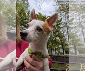 Chihuahua-Unknown Mix Dogs for adoption in Caldwell, NJ, USA