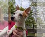 Small Chihuahua Mix