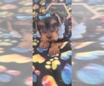 Small Photo #1 Yorkshire Terrier Puppy For Sale in AKRON, OH, USA