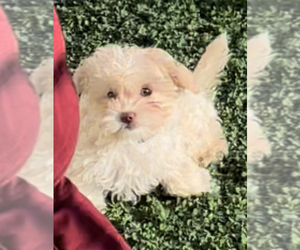 Maltipoo Puppy for sale in PHOENIX, AZ, USA