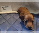 Small Photo #17 Dachshund Puppy For Sale in PINSON, AL, USA