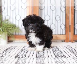 F2 Aussiedoodle Puppy for sale in NAPLES, FL, USA