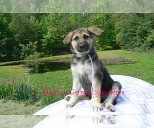 German Shepherd Dog Puppy for Sale in PIEDMONT, Missouri USA
