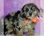 Small #4 Poodle (Miniature)