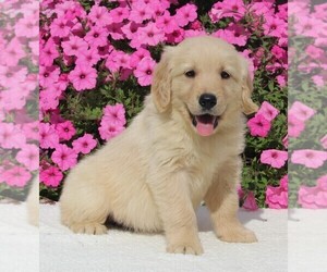 Golden Retriever Puppy for sale in FREDERICKSBURG, OH, USA