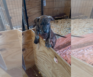 American Pit Bull Terrier Puppy for sale in SCOTTSVILLE, VA, USA