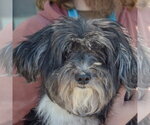 Small #4 Shih Apso