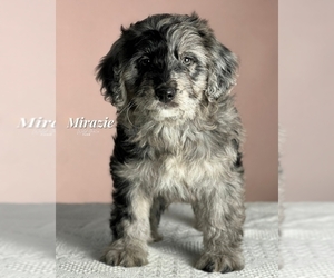 Aussiedoodle Puppy for sale in TAYLORSVILLE, NC, USA