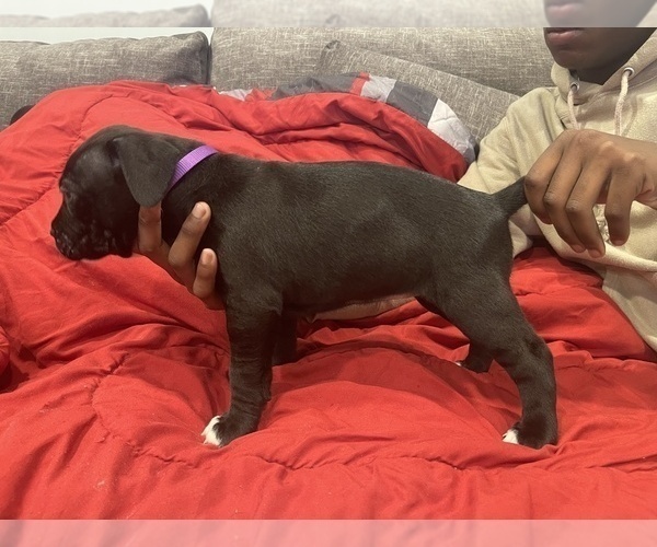 Medium Photo #1 Cane Corso-Unknown Mix Puppy For Sale in WESTCHESTER, IL, USA