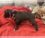 Small Photo #1 Cane Corso-Unknown Mix Puppy For Sale in WESTCHESTER, IL, USA