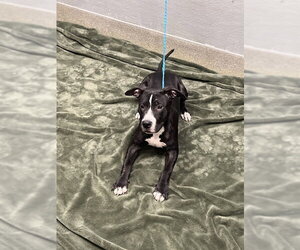 Mutt Dogs for adoption in Las Vegas, NV, USA