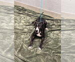 Small Mutt