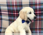 Small Photo #5 Golden Retriever Puppy For Sale in CLAY, PA, USA