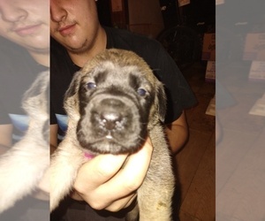 Mastiff Puppy for sale in CLINTON TOWNSHIP, MI, USA