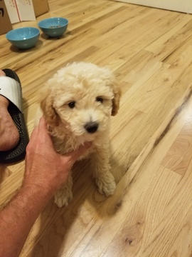 Medium Photo #1 Poodle (Miniature) Puppy For Sale in DENVER, CO, USA