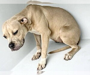 Mutt Dogs for adoption in Houston, TX, USA