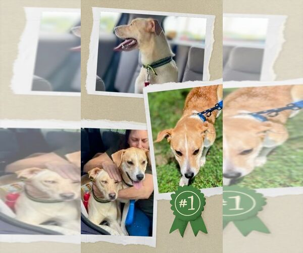 Medium Photo #1 Labrador Retriever-Unknown Mix Puppy For Sale in columbia, SC, USA