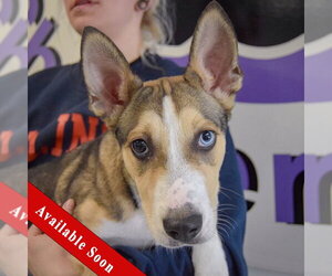 Gerberian Shepsky Dogs for adoption in Huntley, IL, USA