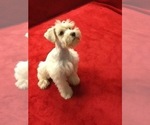 Small Photo #5 Schnauzer (Miniature) Puppy For Sale in COLONIAL HEIGHTS, TN, USA