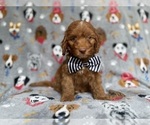 Small #5 Cockapoo (Miniature)