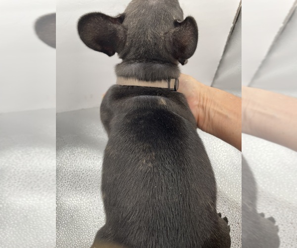 Medium Photo #18 French Bulldog Puppy For Sale in CLEARWATER, FL, USA