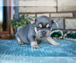 Small Photo #13 French Bulldog Puppy For Sale in SUGARCREEK, OH, USA