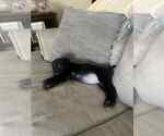 Small #4 Labrador Retriever Mix