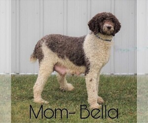 Mother of the Poodle (Standard) puppies born on 08/19/2021
