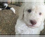 Small Photo #3 Goldendoodle Puppy For Sale in BIRMINGHAM, AL, USA