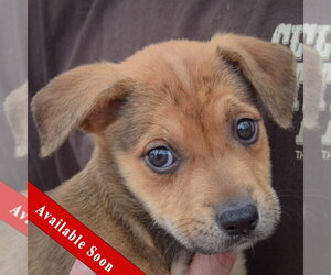 American Staffordshire Terrier-German Shepherd Dog Mix Dogs for adoption in Huntley, IL, USA