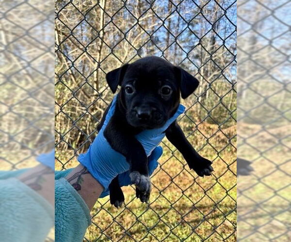 Medium Photo #2 Mutt Puppy For Sale in Mooresville, NC, USA