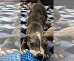 Small #6 Catahoula Leopard Dog Mix