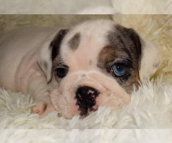 Medium Photo #1 English Bulldog Puppy For Sale in VERONA, MO, USA